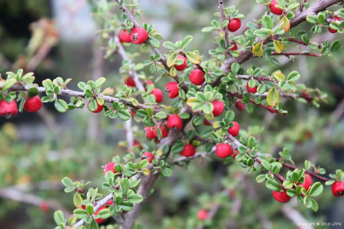 Cotoneaster dammeri Coral Beauty a