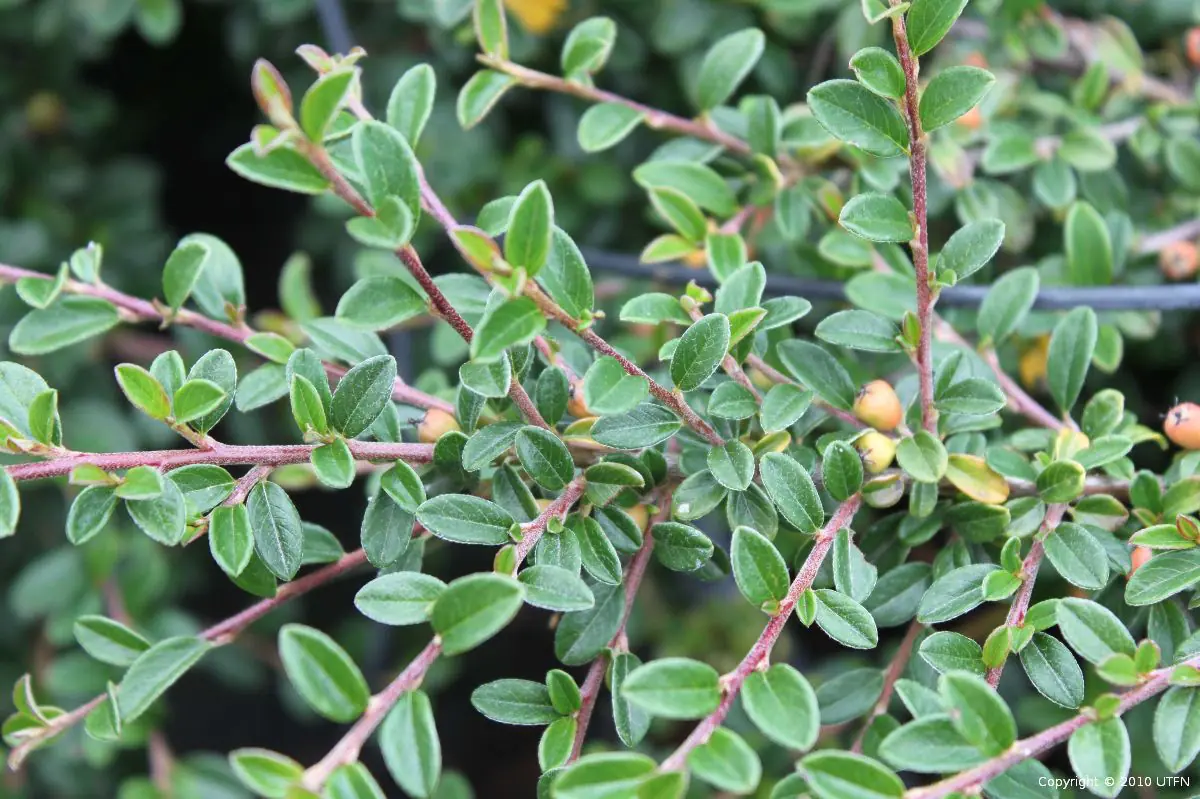 Cotoneaster dammeri Coral Beauty b