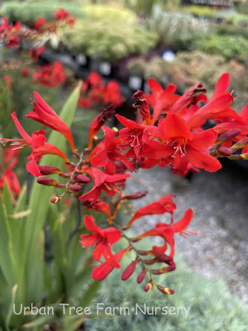Crocosmia masoniorum Diablito