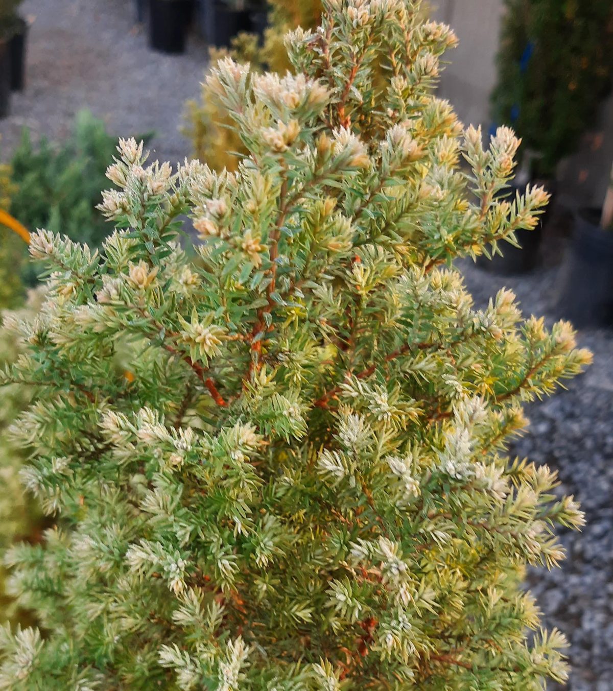 Cryptomeria japonica Bandai a