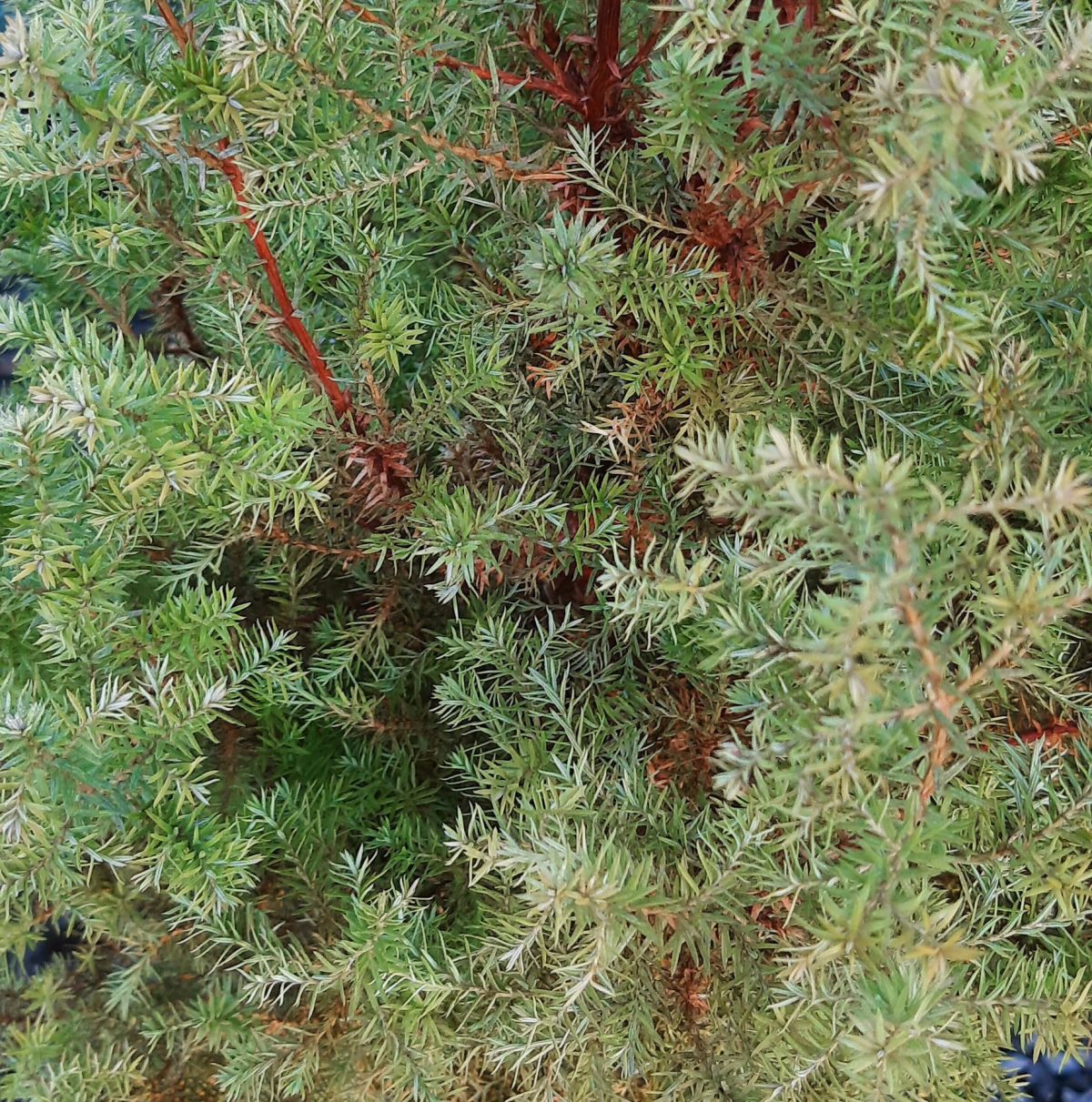 Cryptomeria japonica Bandai b