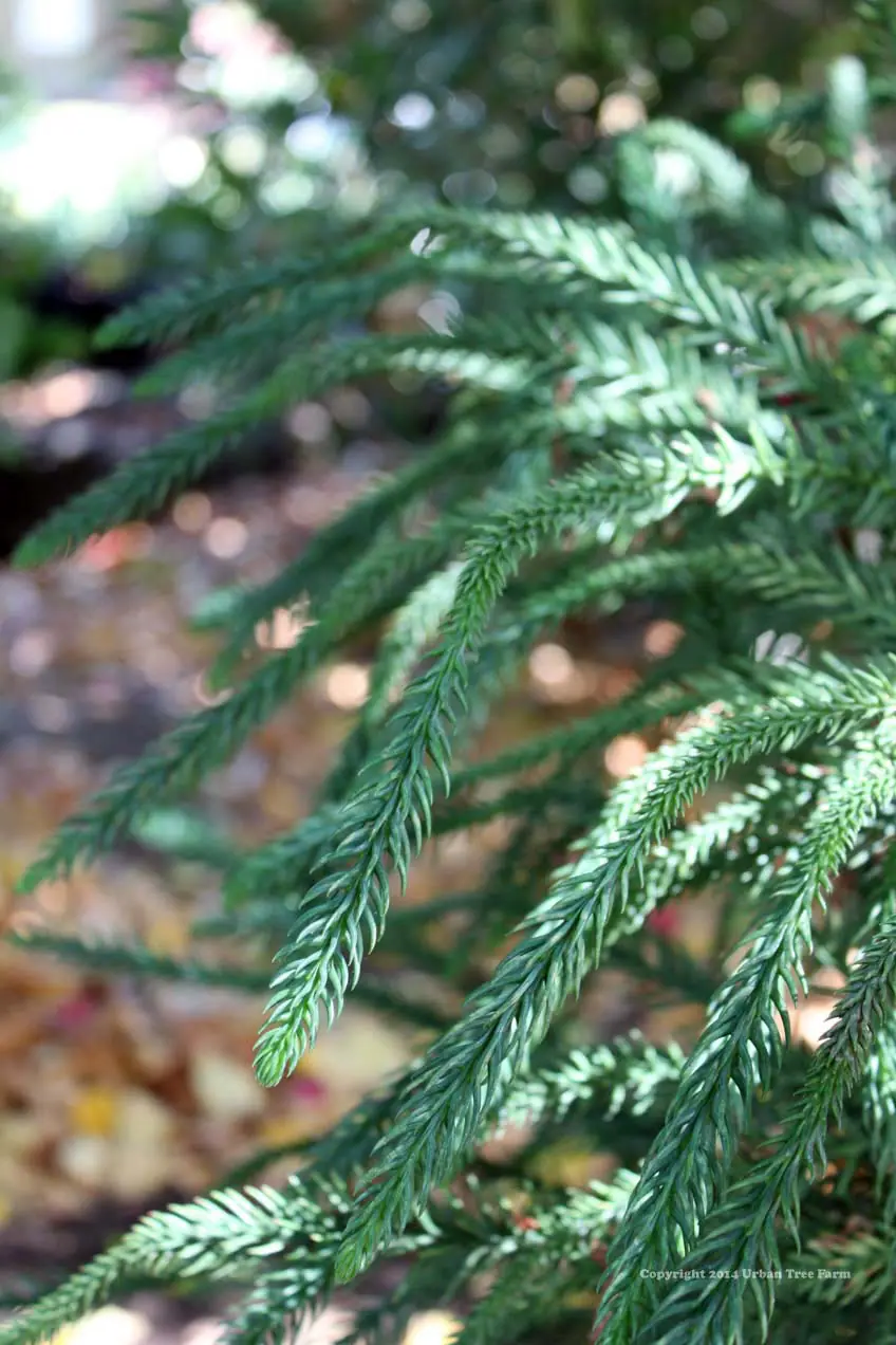 Cryptomeria japonica Dacrydioides