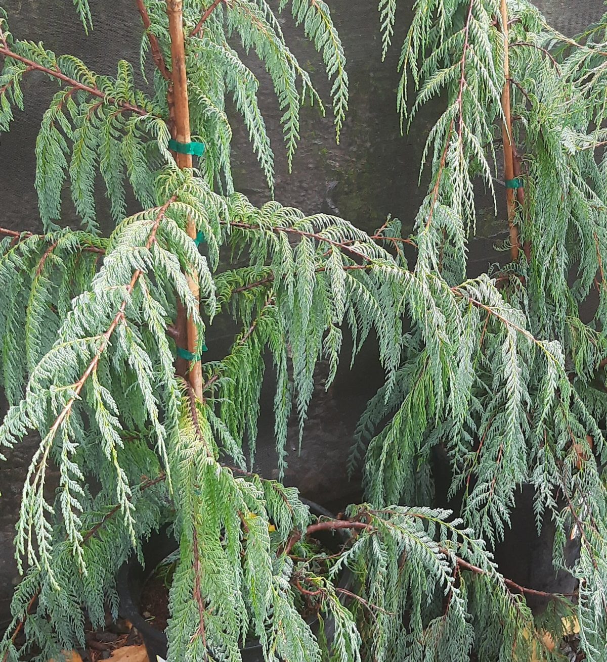 Cupressus darjeelingensis a