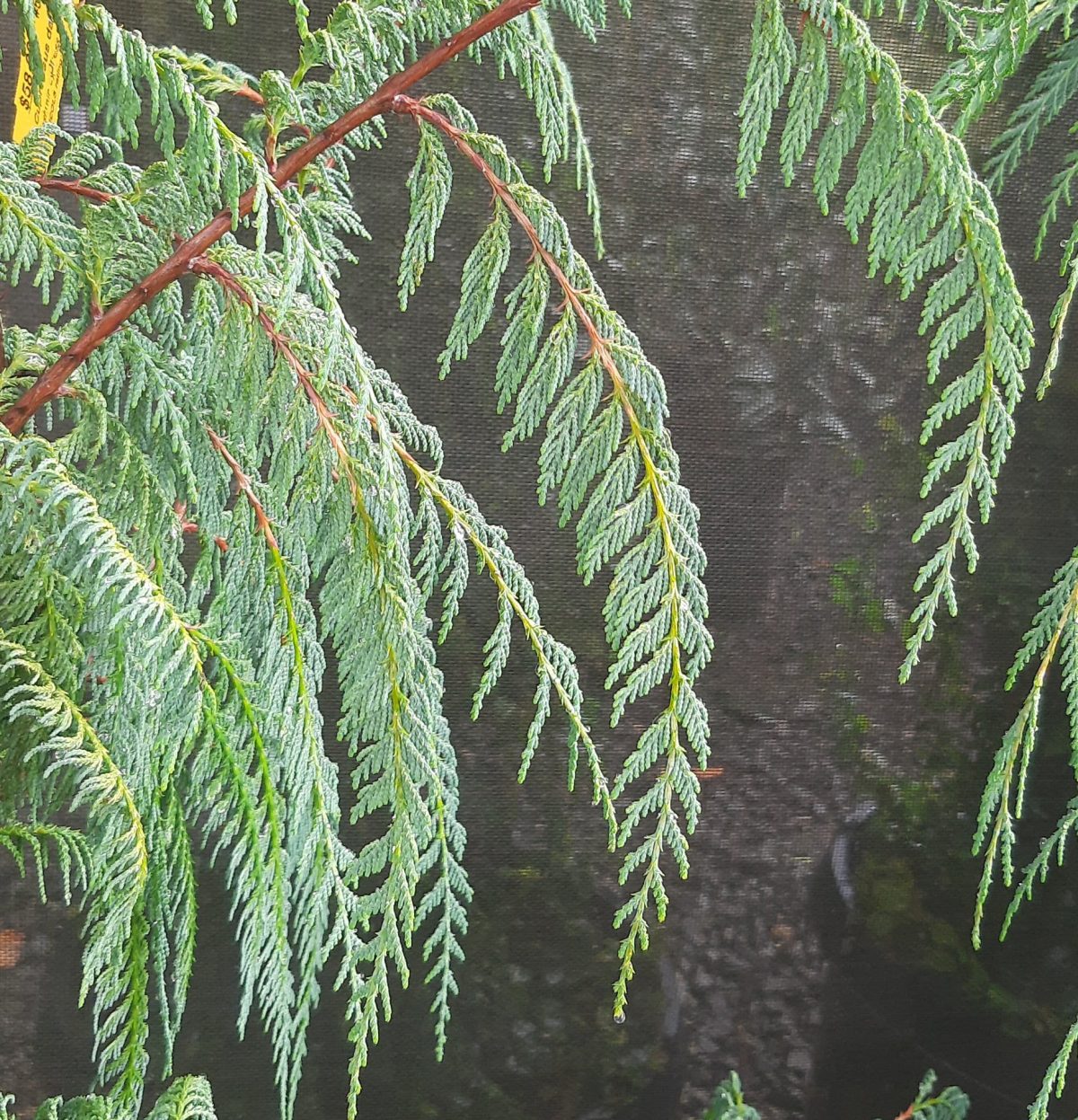 Cupressus darjeelingensis c