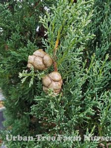 Cupressus Sempervirens 'Glauca' | Urban Tree Farm Nursery