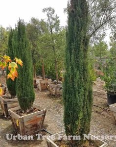 Cupressus sempervirens 'Tiny Towers' | Urban Tree Farm Nursery