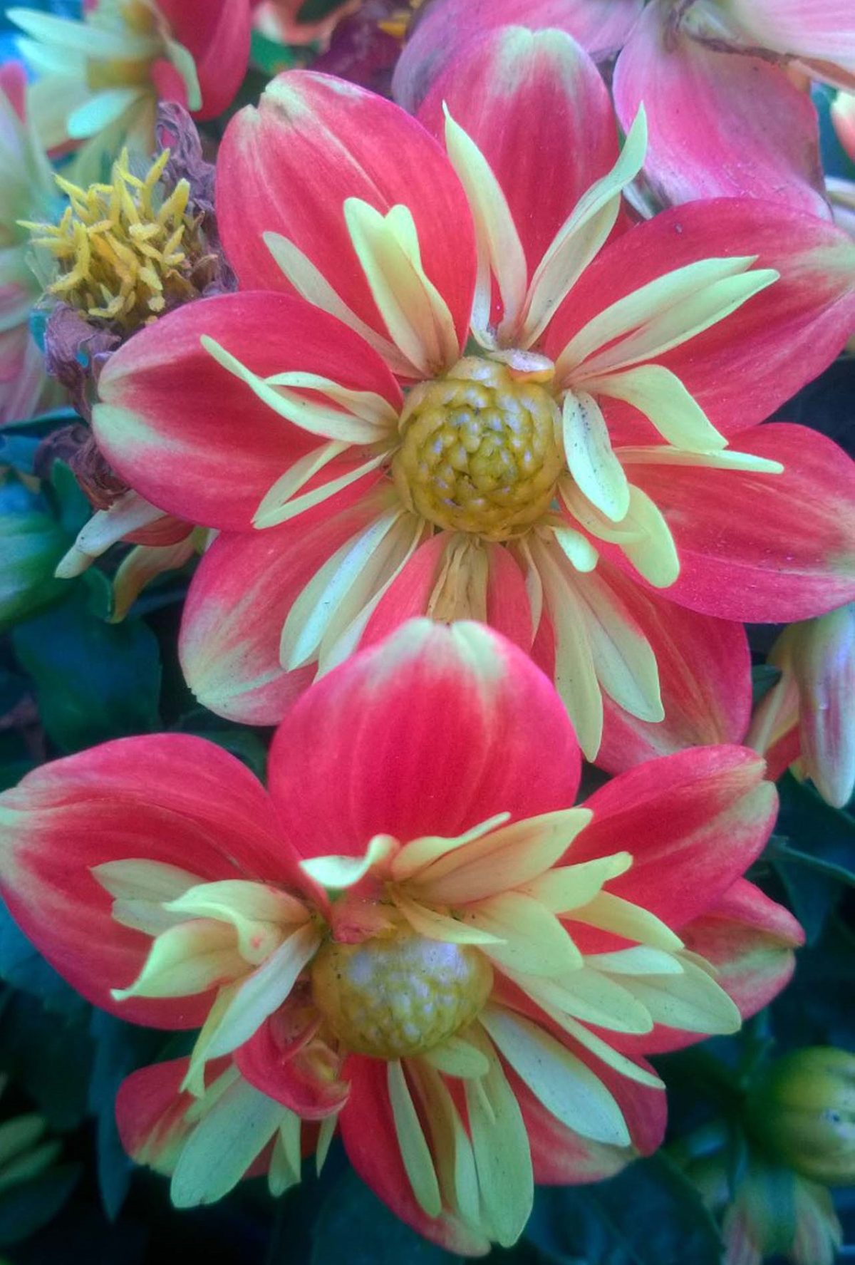 Dahlia Goldalia Orange