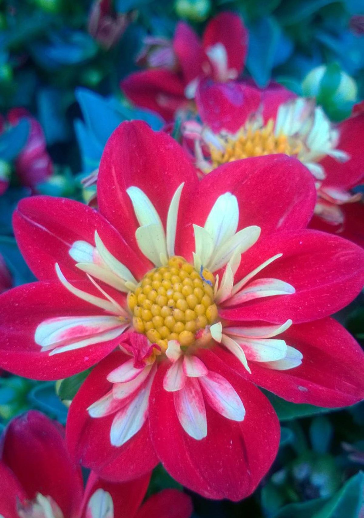 Dahlia Goldalia Scarlet