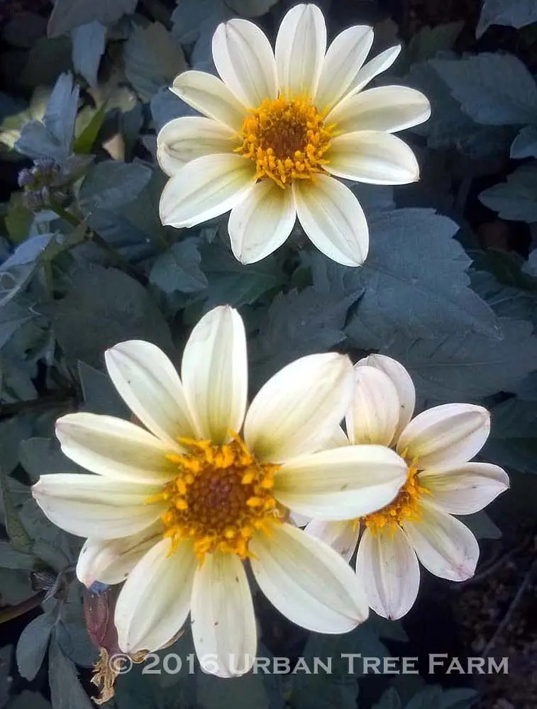 Dahlia Happy Days Cream White b