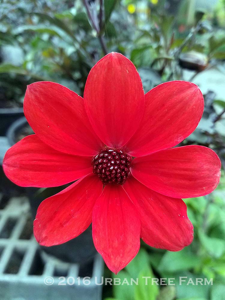 Dahlia 'Mystic Enchantment' | Urban Tree Farm Nursery