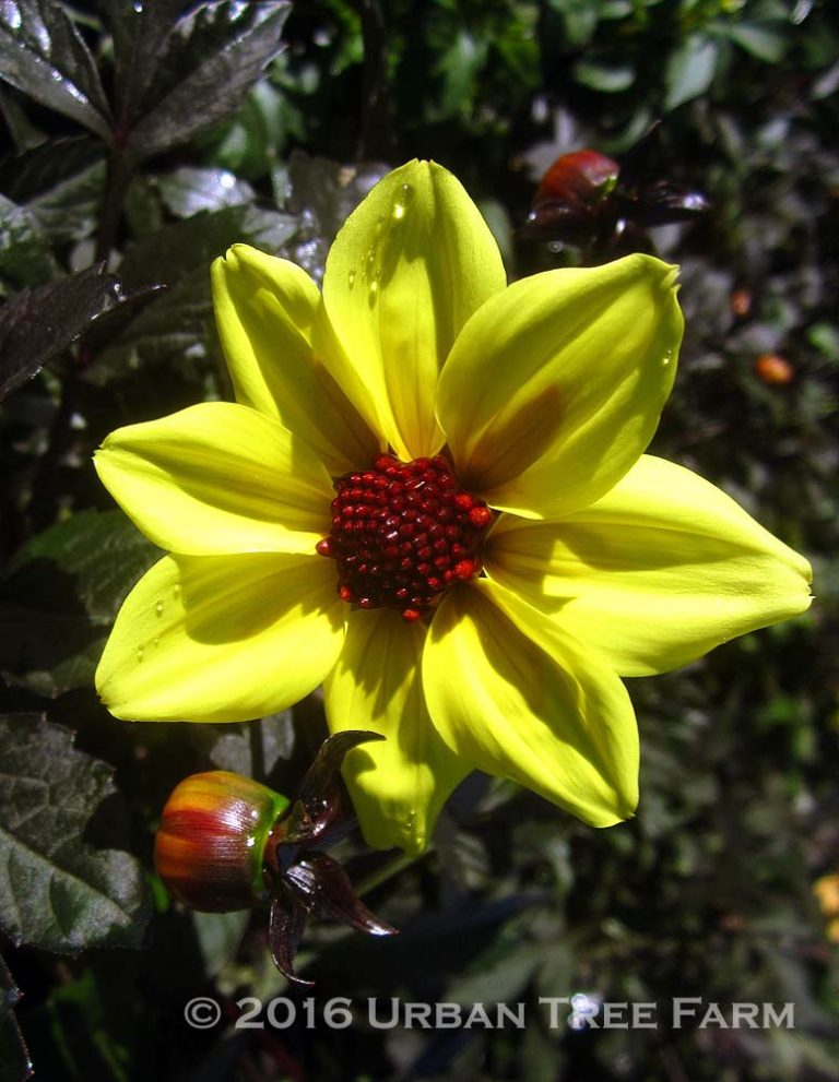 Dahlia 'Mystic Illusion' | Urban Tree Farm Nursery