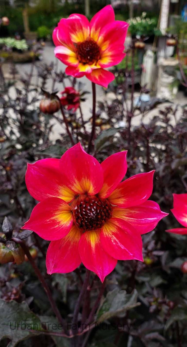 Dahlia 'Mystic Sparkler' | Urban Tree Farm Nursery