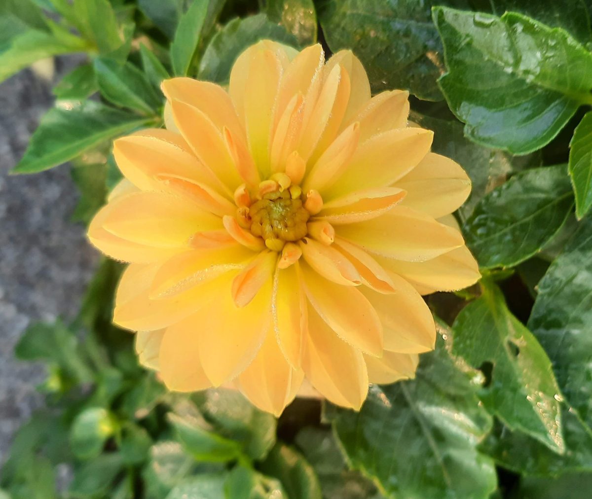 Dahlia Venti Golden a