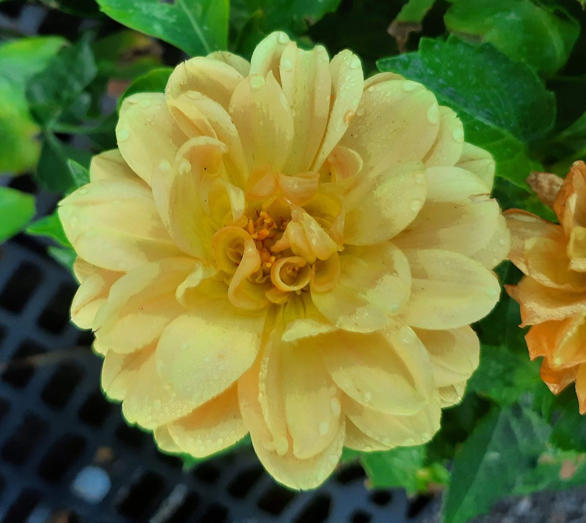 Dahlia Venti Golden b scaled