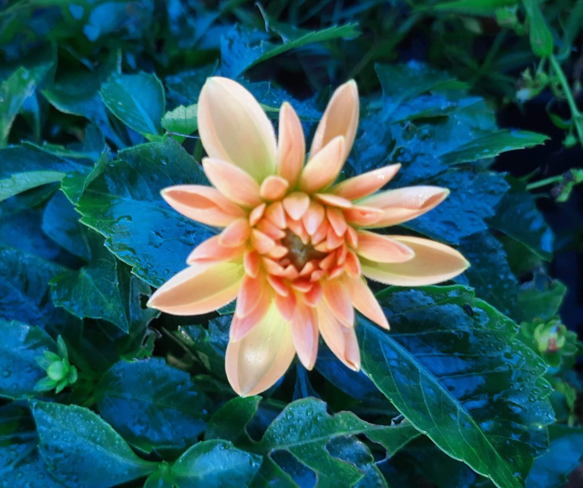 Dahlia Venti Golden c scaled