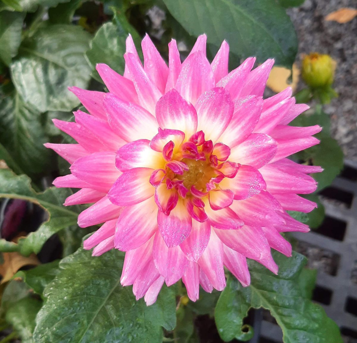 Dahlia Venti Pink White Eye a