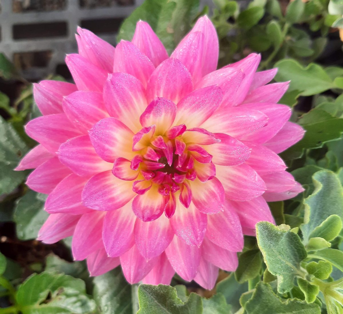 Dahlia Venti Pink White Eye b scaled