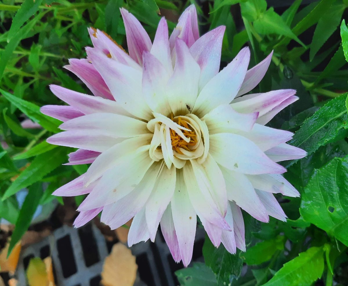 Dahlia XXL Celaya scaled