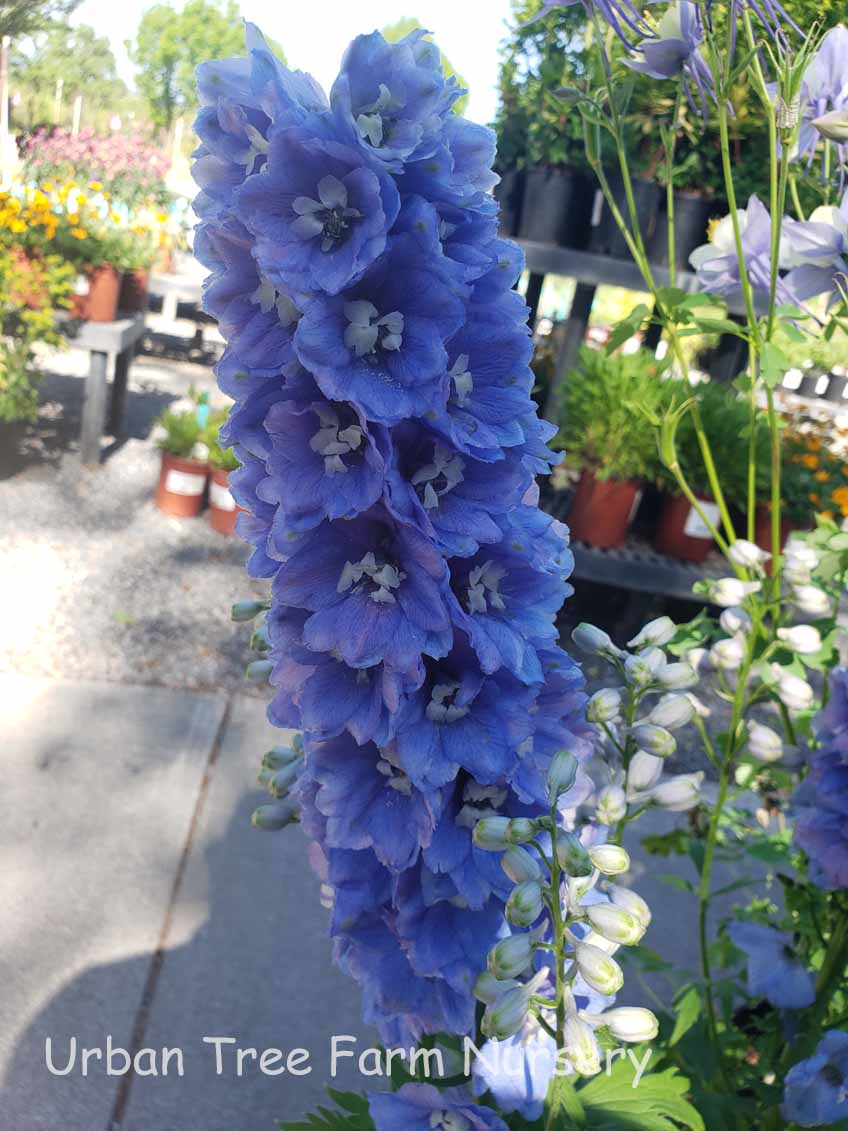 Delphinium 'Guardian Lavender' | Urban Tree Farm Nursery