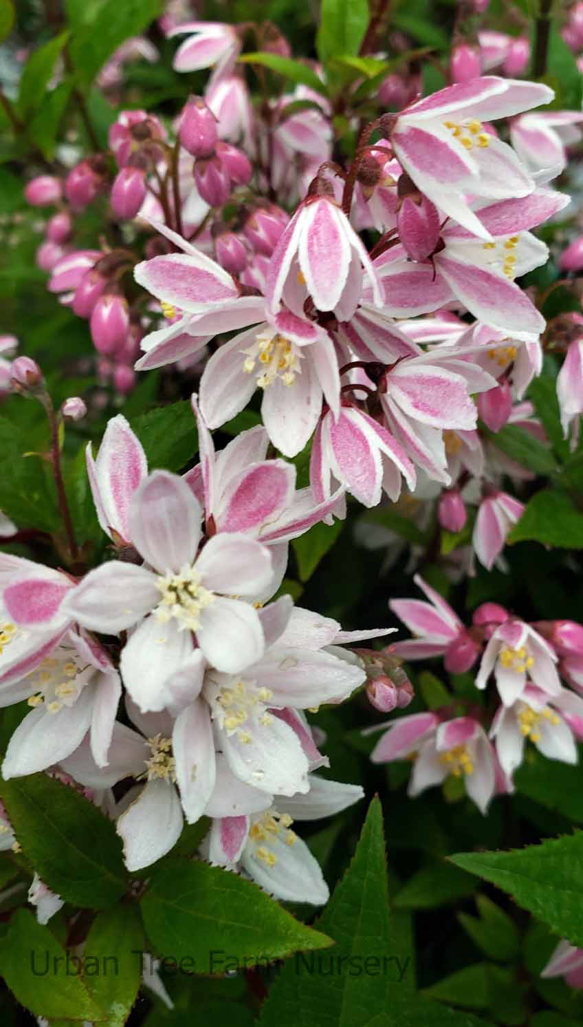 Deutzia 'Yuki Cherry Blossom' | Urban Tree Farm Nursery