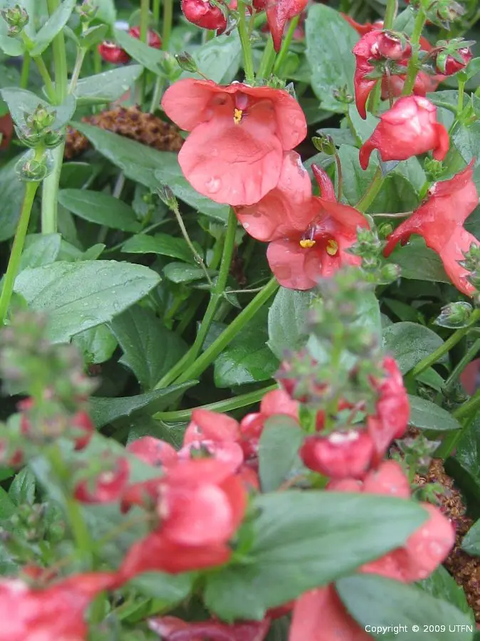 Diascia Sun Chimes Peach a