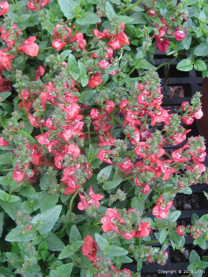 Diascia Sun Chimes Peach b