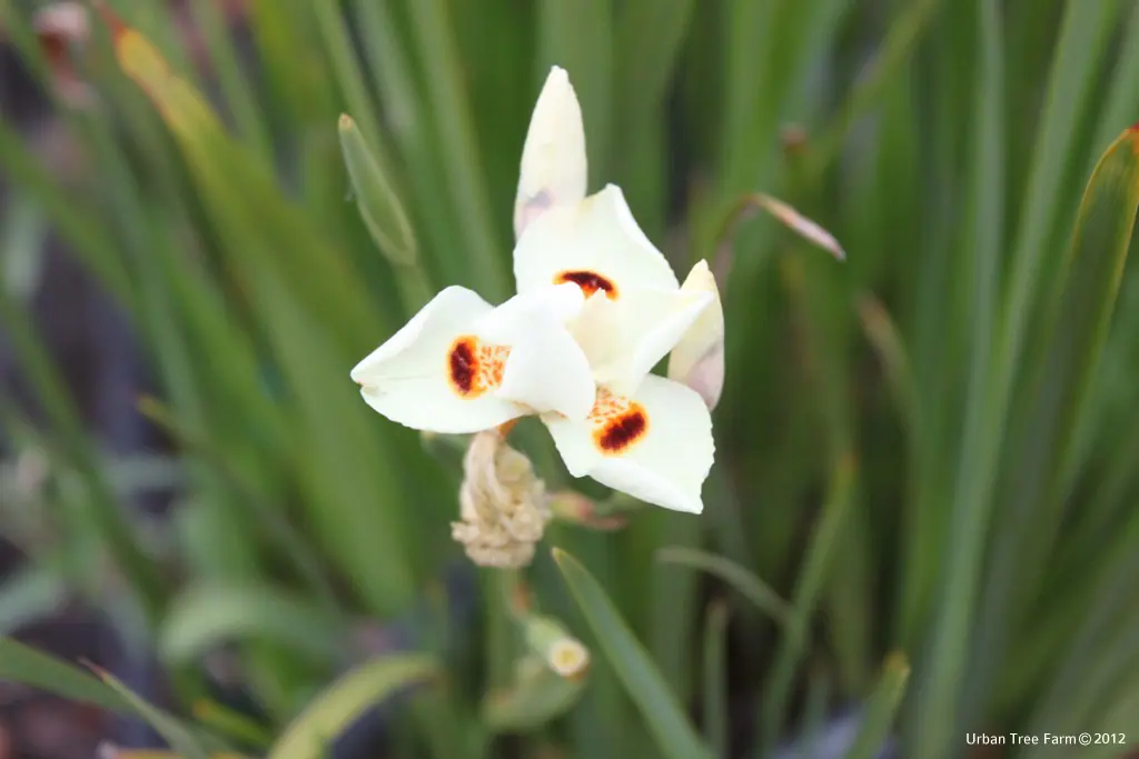 Dietes bicolor a