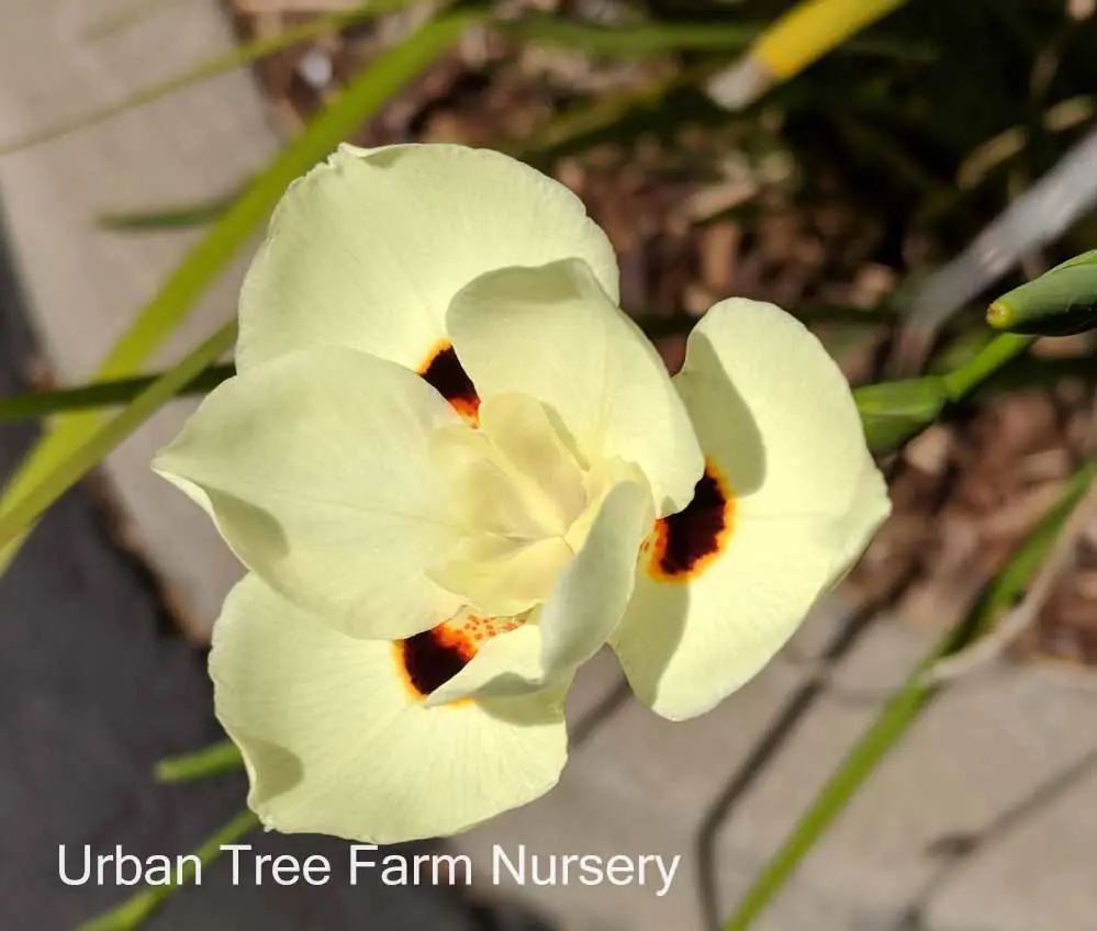 Dietes bicolor b