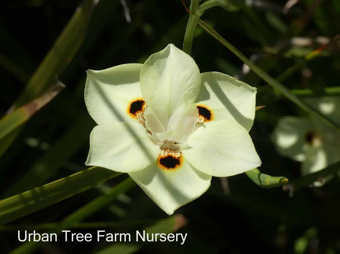 Dietes bicolor c