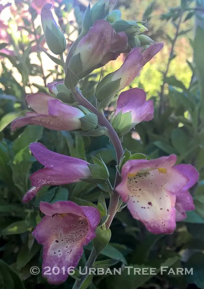 Digiplexis Illumination Berry Canary