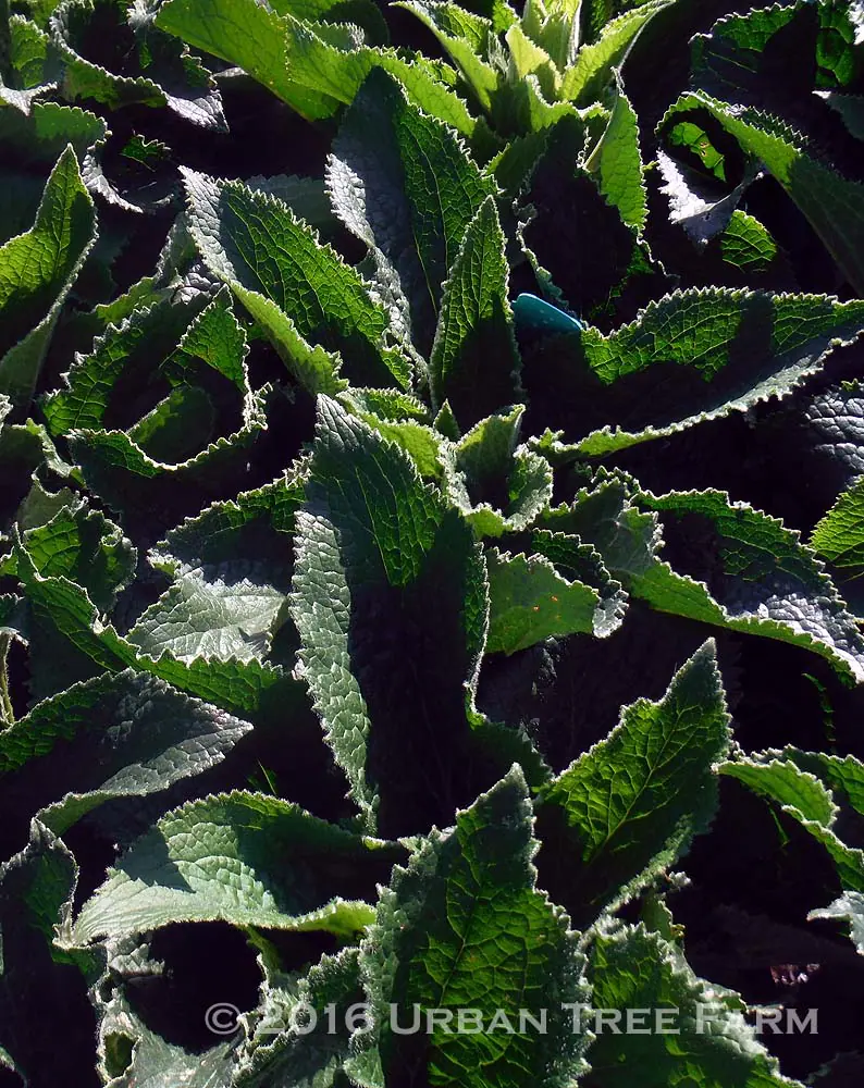 Digitalis mertonensis