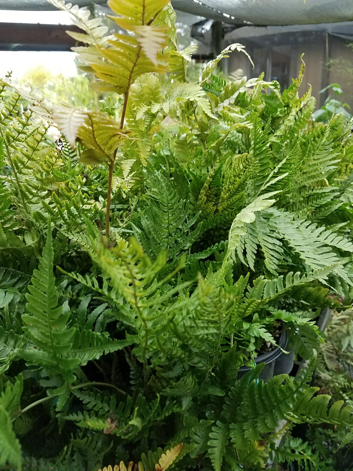 Dryopteris erythrosora a scaled