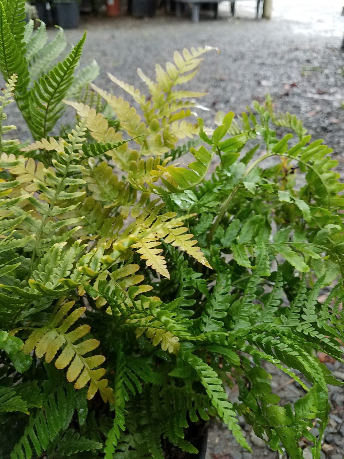 Dryopteris erythrosora b scaled