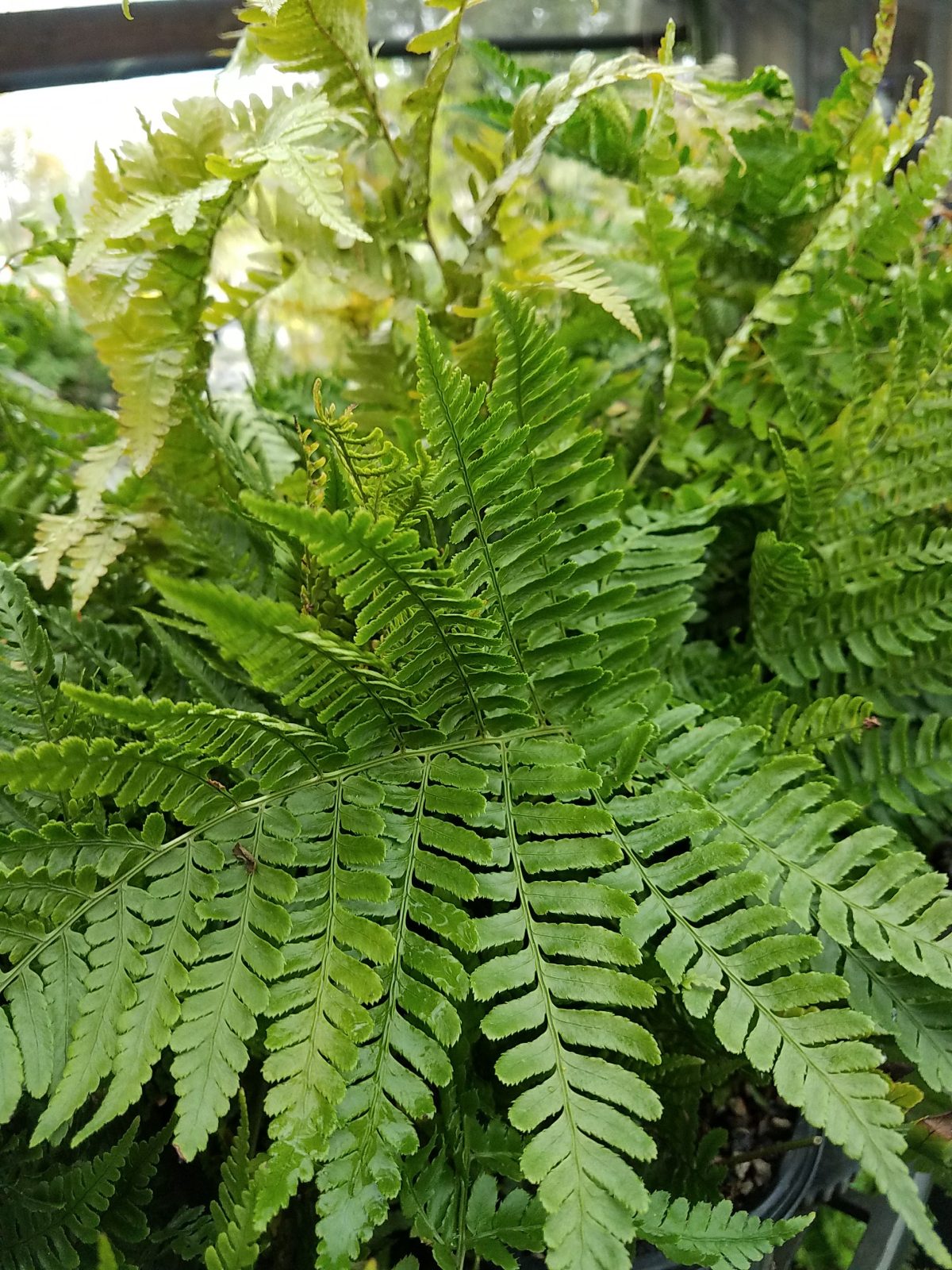 Dryopteris erythrosora c scaled