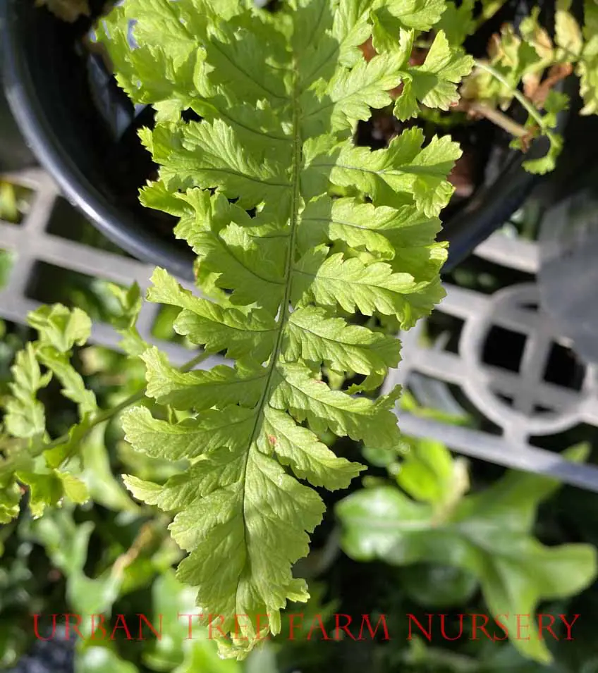 Dryopteris filix mas Crispa Cristata a