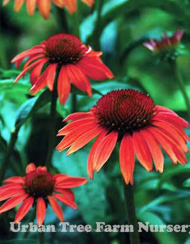 Echinacea purpurea Sundown