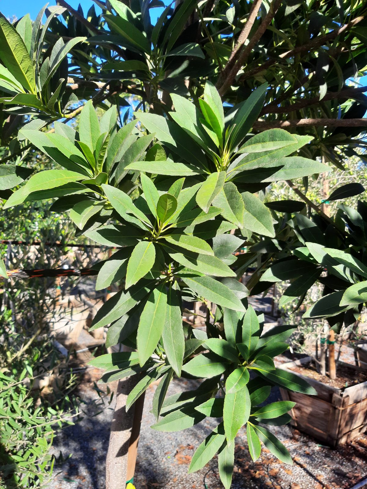 Elaeocarpus decipiens TRELLIS scaled