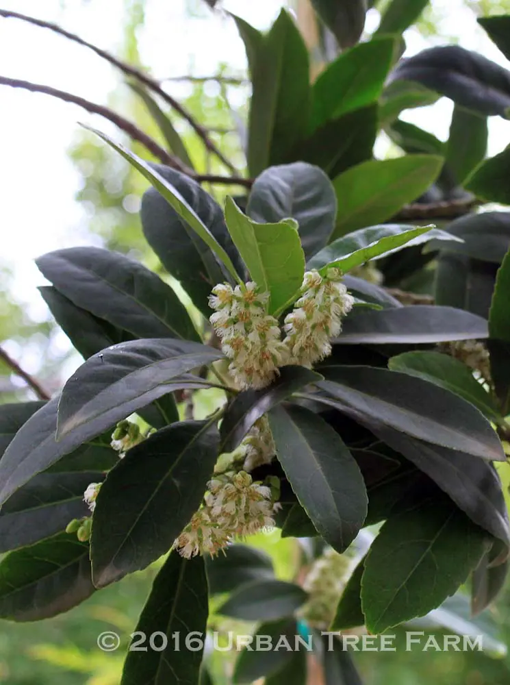Elaeocarpus decipiens d