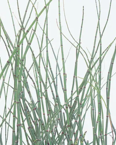 Equisetum hyemale