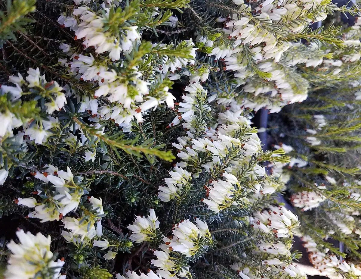 Erica carnea Springwood White a