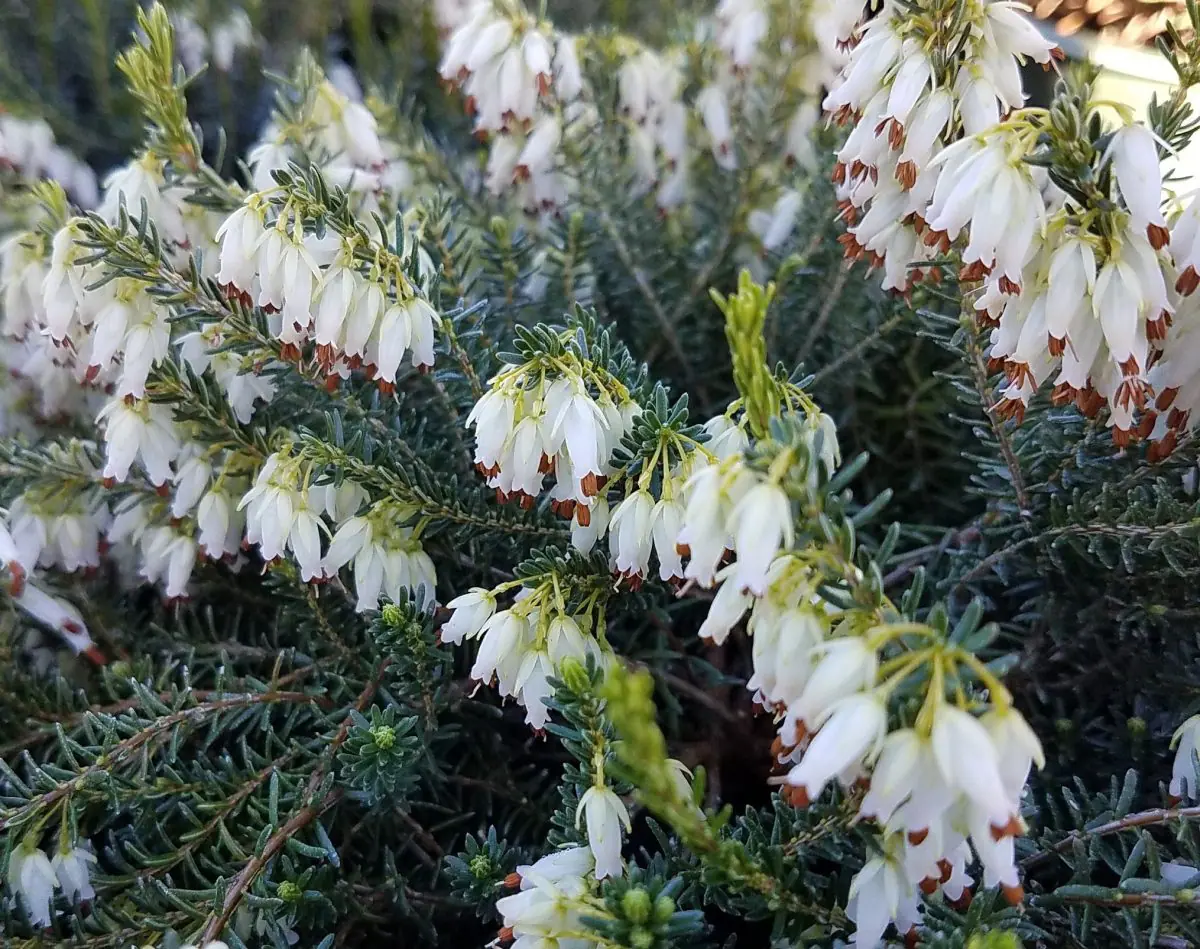 Erica carnea Springwood White c