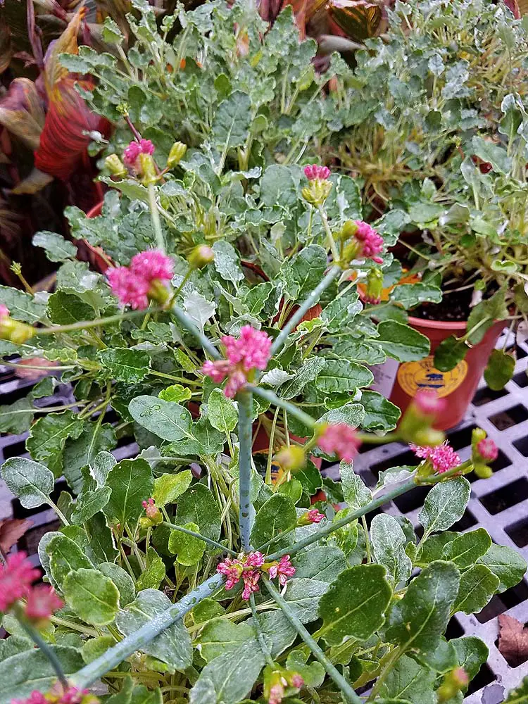 Eriogonum grande rubescens a