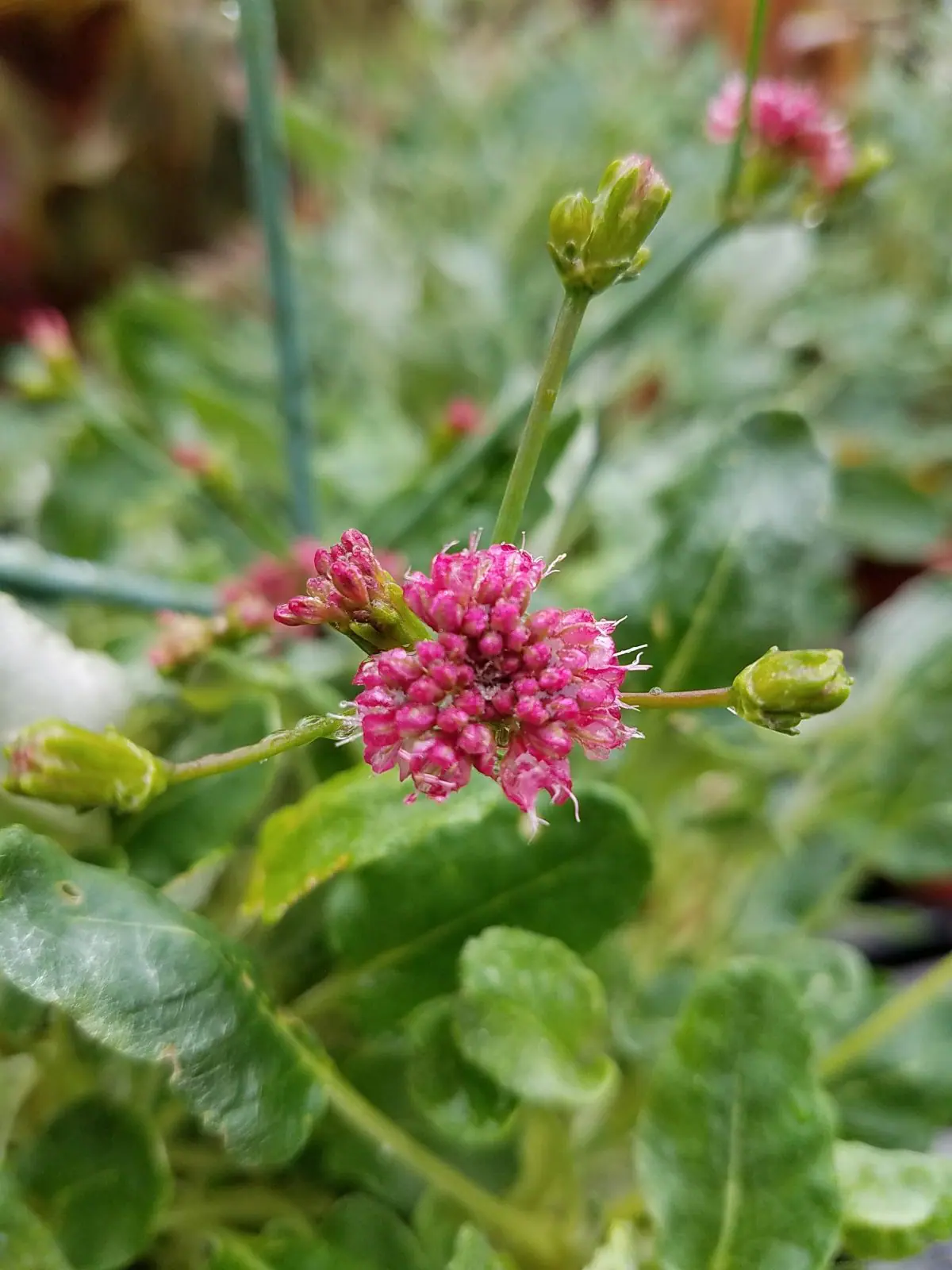 Eriogonum grande rubescens b scaled