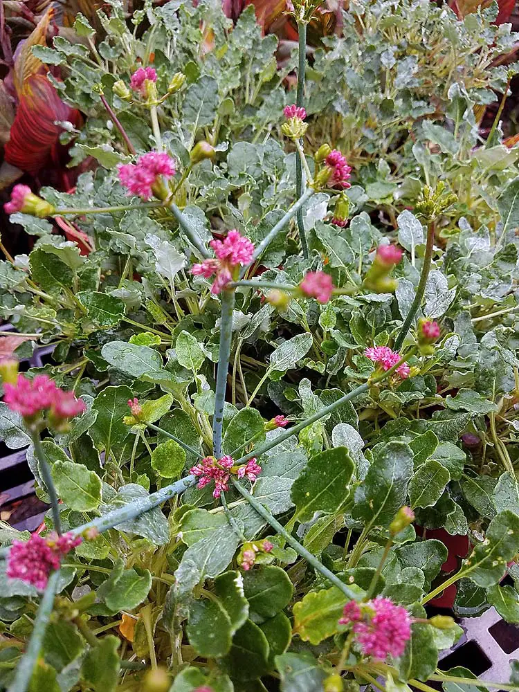Eriogonum grande rubescens c