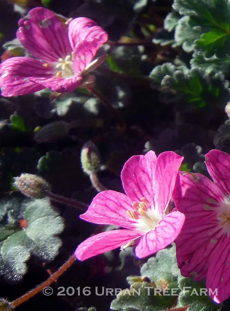 Erodium chamaedryoides Bishops Form