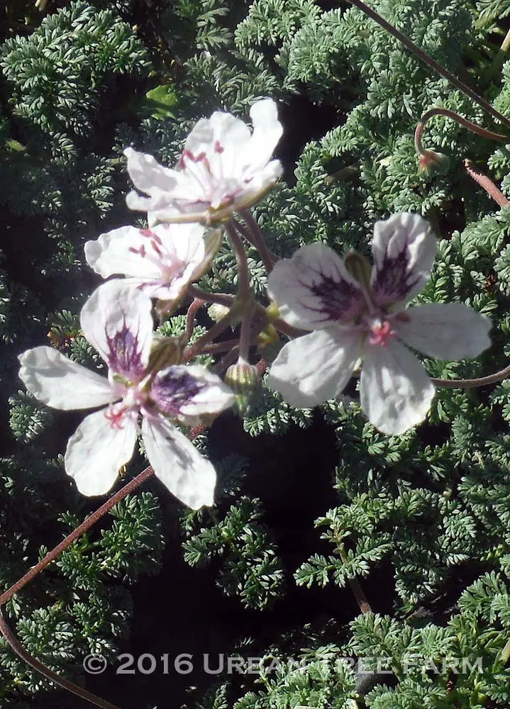 Erodium cheilanthifolium