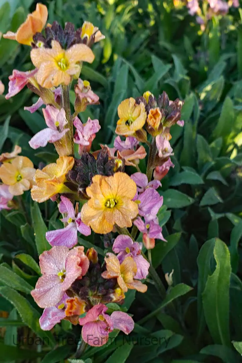 Erysimum x Cheers Sun kissed Amethyst a
