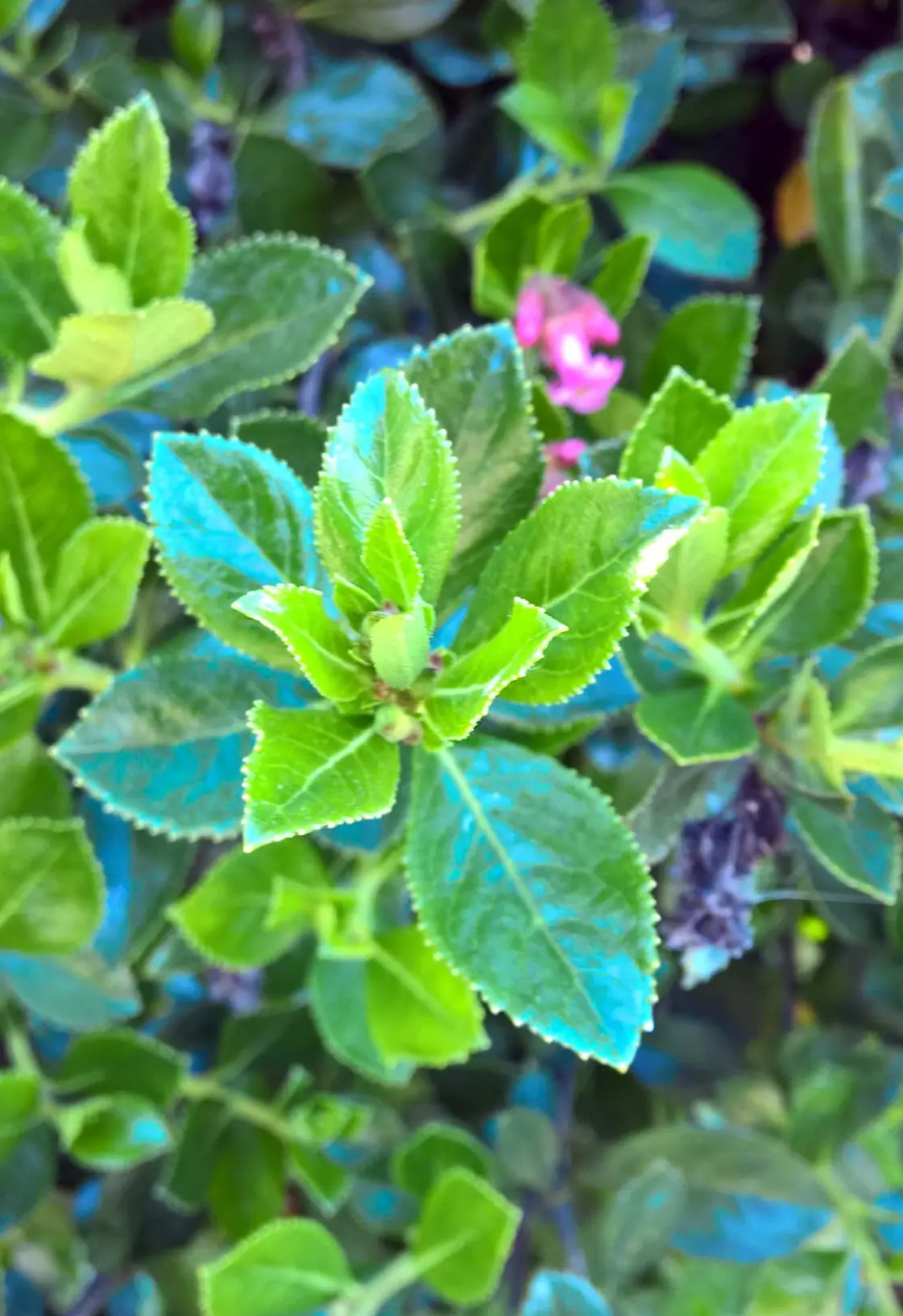 Escallonia Rubra a