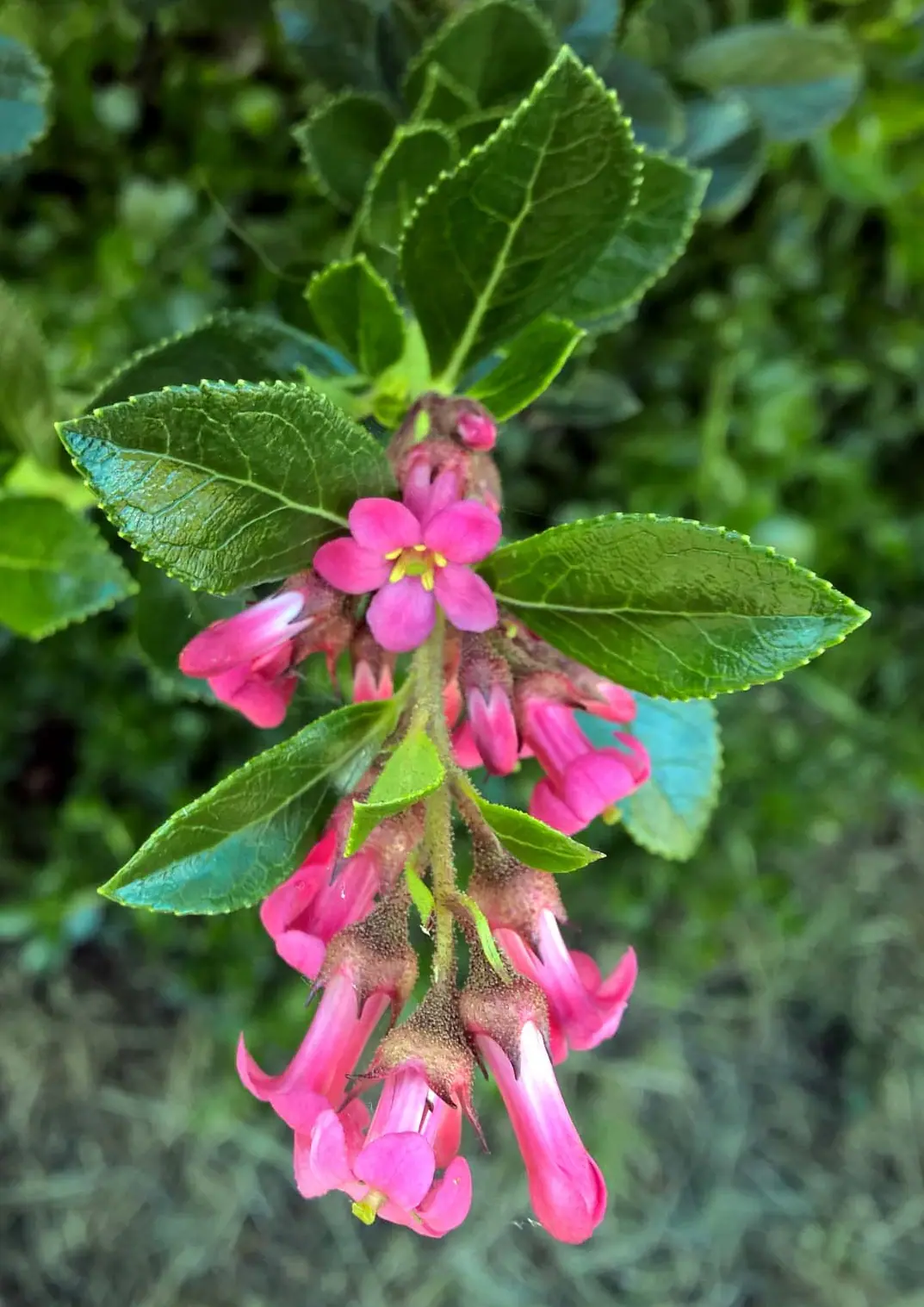 Escallonia Rubra b