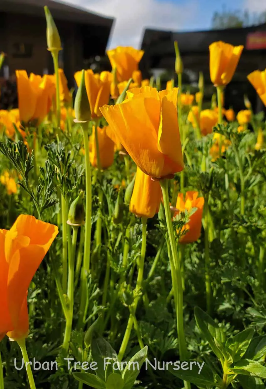Eschscholzia californica c